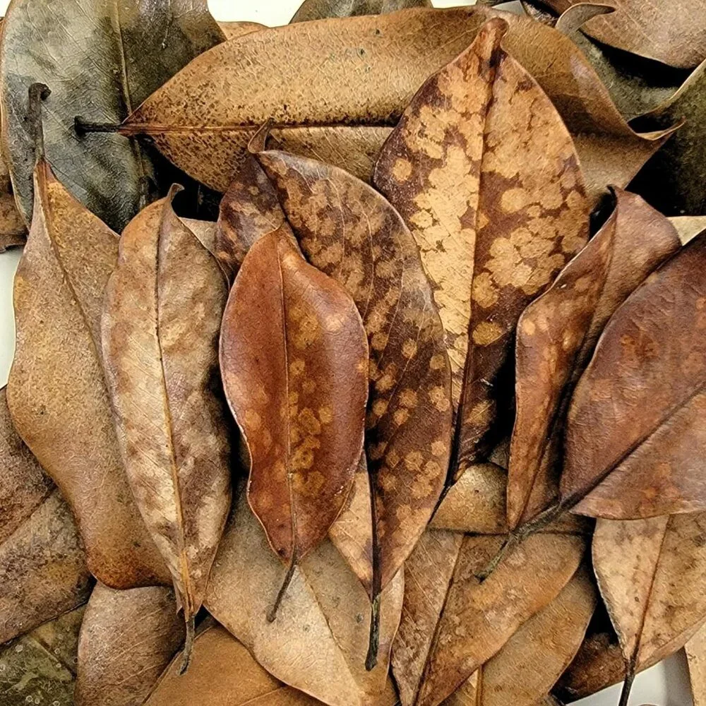 Magnolia Leaf Litter, 30-35 Premium Bioactive Enclosures, Reptiles, Amphibians